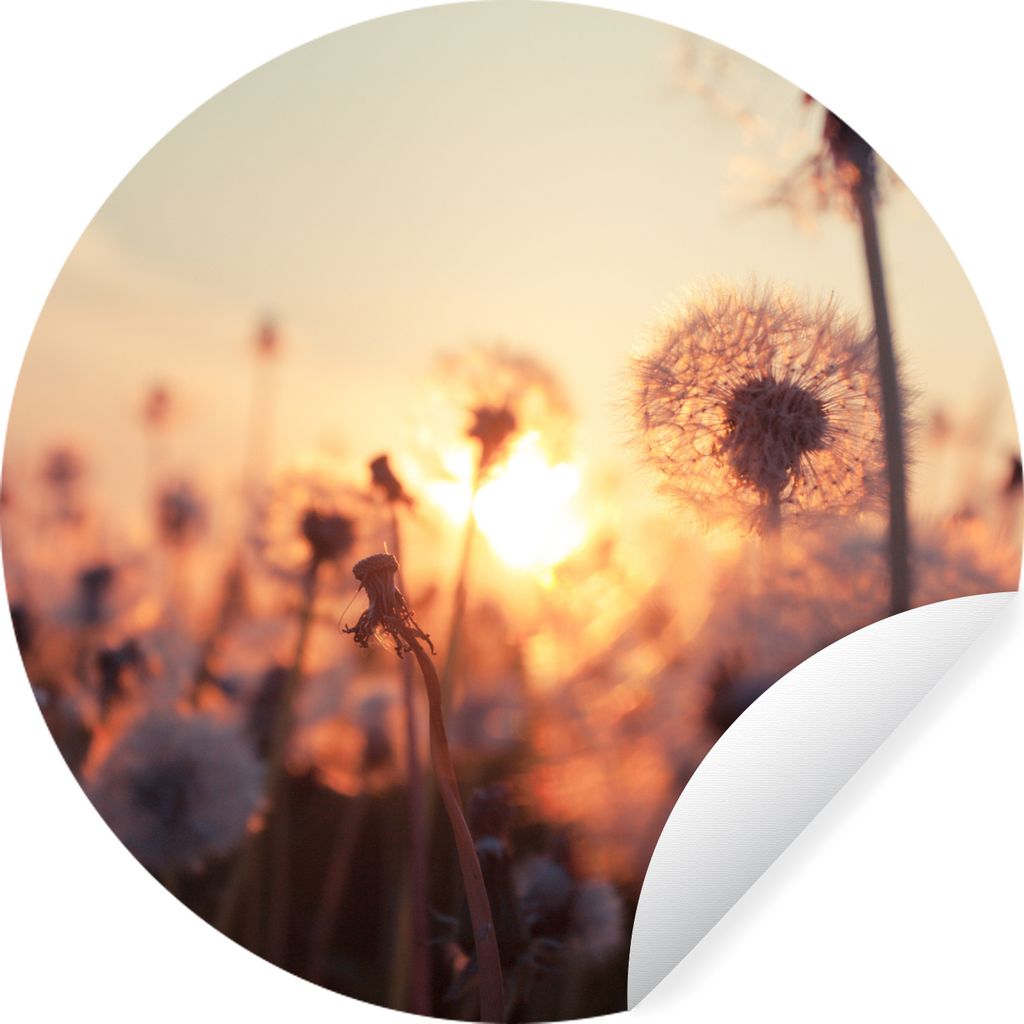 MuchoWow Runde Wandtattoo - Wandsticker Tapete Aufkleber Löwenzahn - Sonnenuntergang - Frühling Ø 30 cm Selbstklebend und Repositionierbar - W...