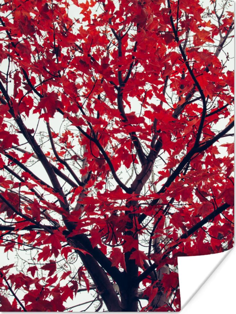 MuchoWow Poster Ahorn - Blätter - Herbst - Natur 90x120 cm - Wohnzimmer