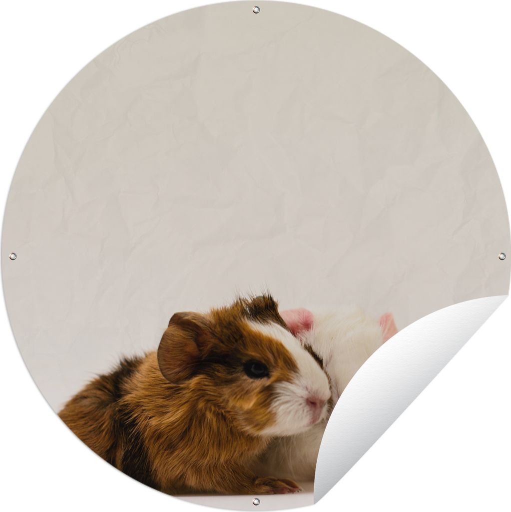 MuchoWow Gartenposter Outdoor-Poster Rund Zwei knuddelige, einen Tag alte Baby-Meerschweinchen Ø 90 cm Gartendeko Rundes Poster draußen