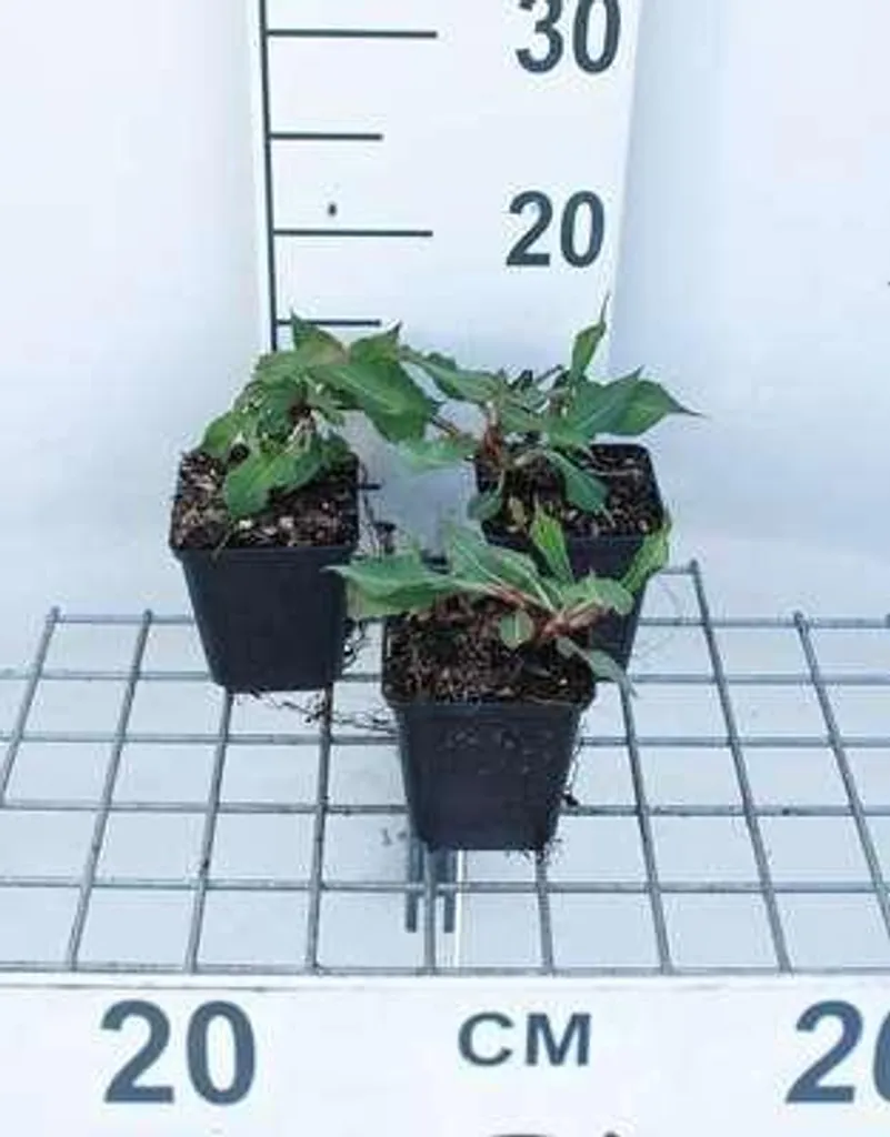 Persicaria Fat Domino : 6 plantes couvre-sols contre les mauvaises herbes