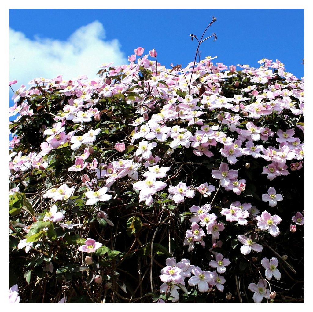 Clematis montana Rubens - Kletterpflanze - Rosa Blüten - Frühblühend - Pflegeleicht - 2 Pflanzen - Topf 11cm Höhe 40cm