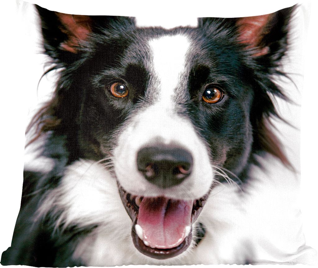MuchoWow Zierkissen Sofakissen Wohnzimmer Dekokissen 60x60 cm Fröhlicher Border Collie - Sitzfläche - Foto Polster