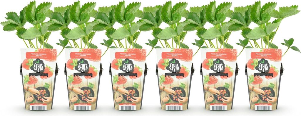 GreenboutiQ - Obstpflanzen - Erdbeere - Fragaria Maxim - Produktbild 