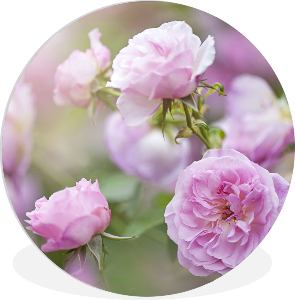 MuchoWow Rundes Wandbild - Runde Bilder Pflanzen von rosa Rosen wachsen in der Natur Ø 30 cm Kreis Wanddekoration Kunststoff - Wandkreis - Wands...