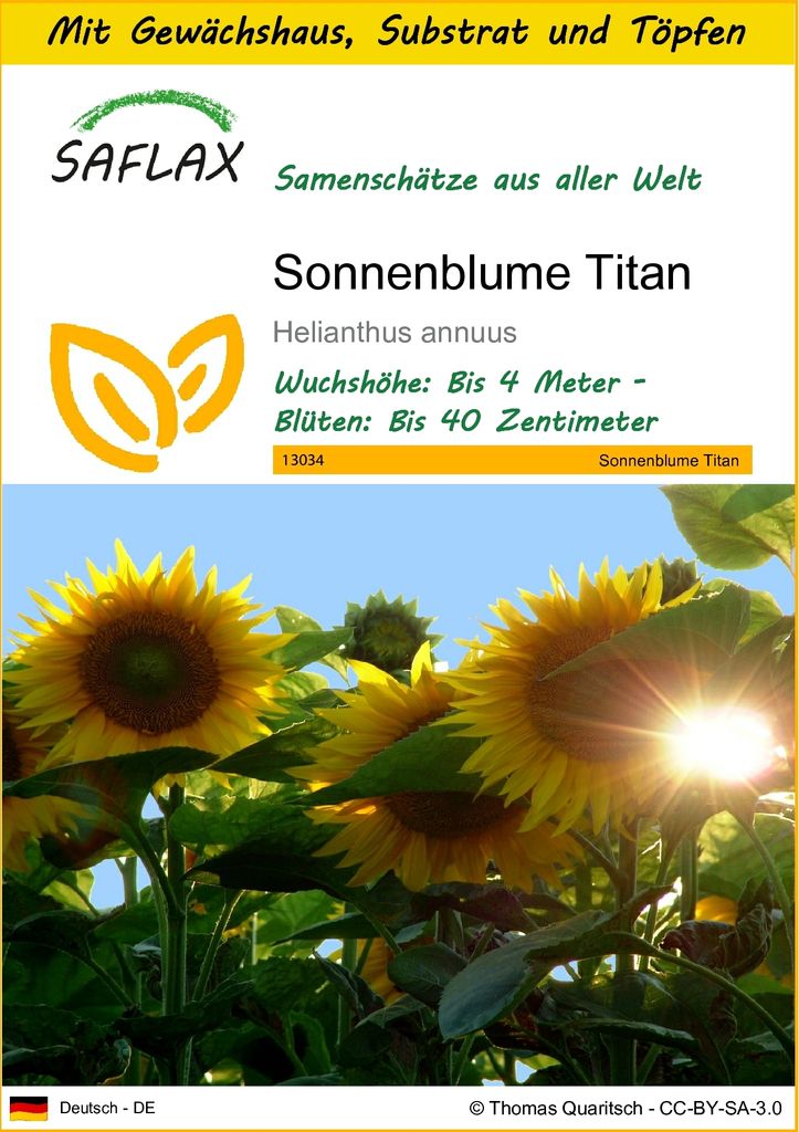 SAFLAX Anzucht Set - Sonnenblume Titan - Helianthus annuus - 20 Samen - Mit Mini-Gewächshaus, Anzuchtsubstrat und 2 Töpfen