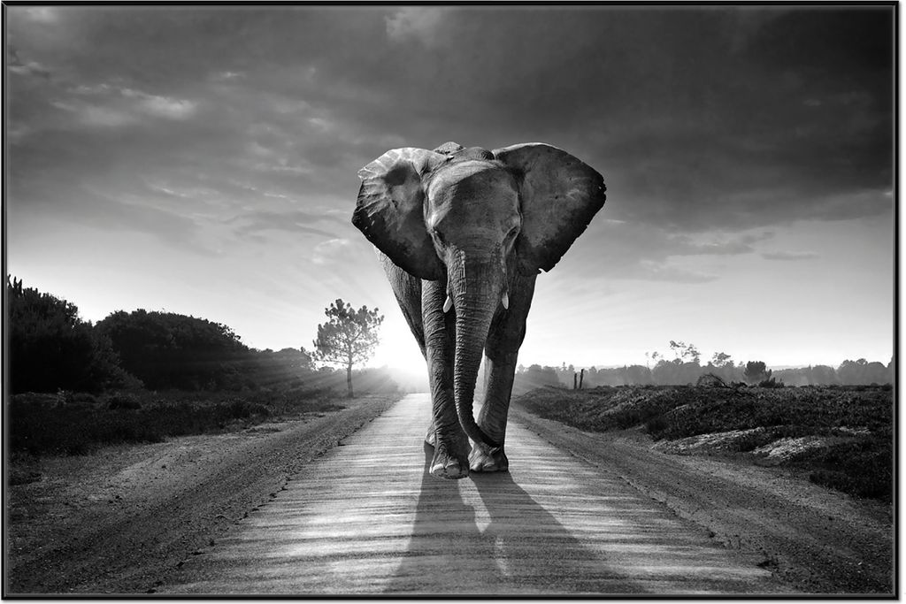 Wallario Wandbild Elefant bei Sonnenaufgang in Afrika Produktbild 