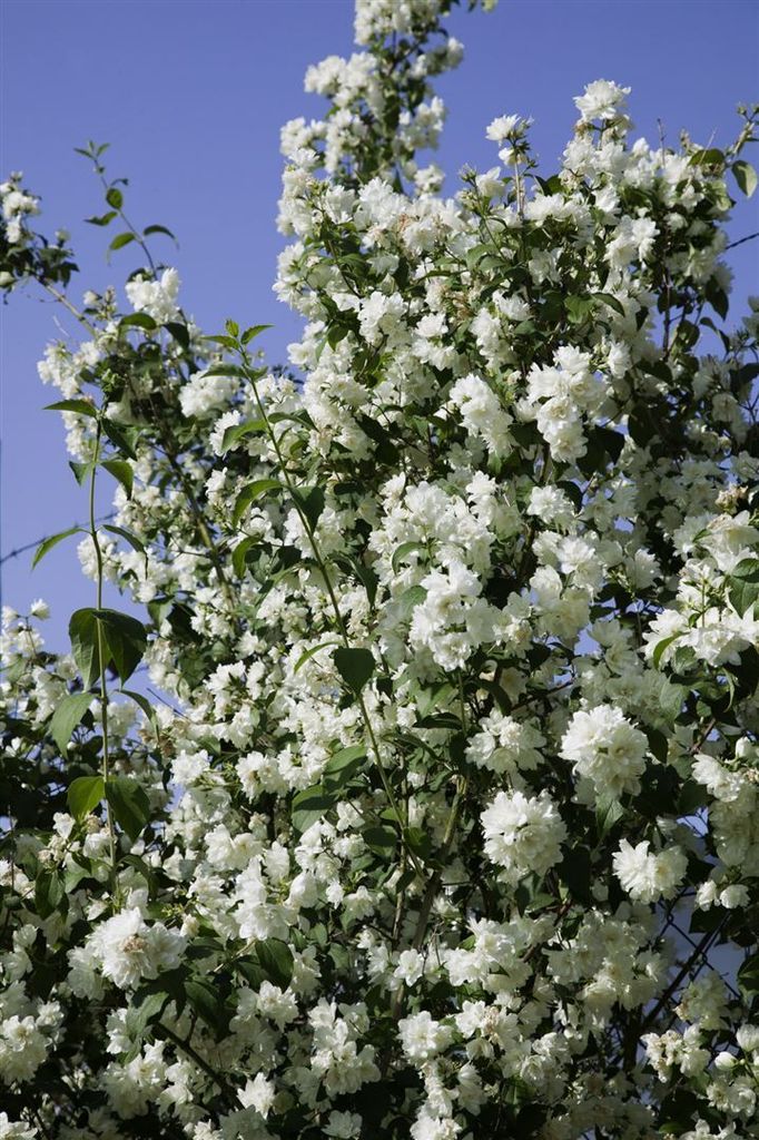 Philadelphus 'Virginal', Duftjasmin, weiß, 60–100 cm