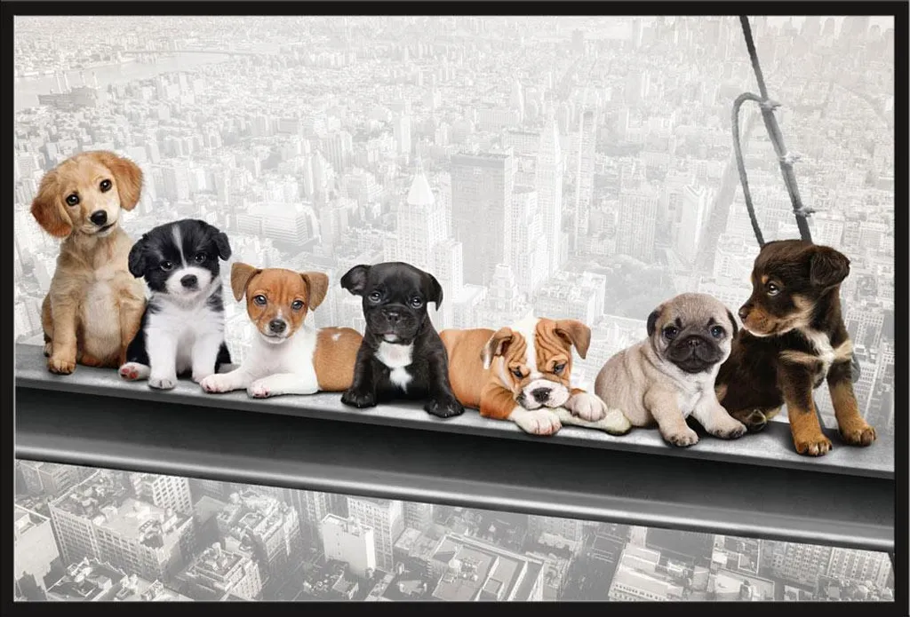 Affiche New York Skydogs Shinsuke avec Cadre à Clip Noir 61x91,5 cm