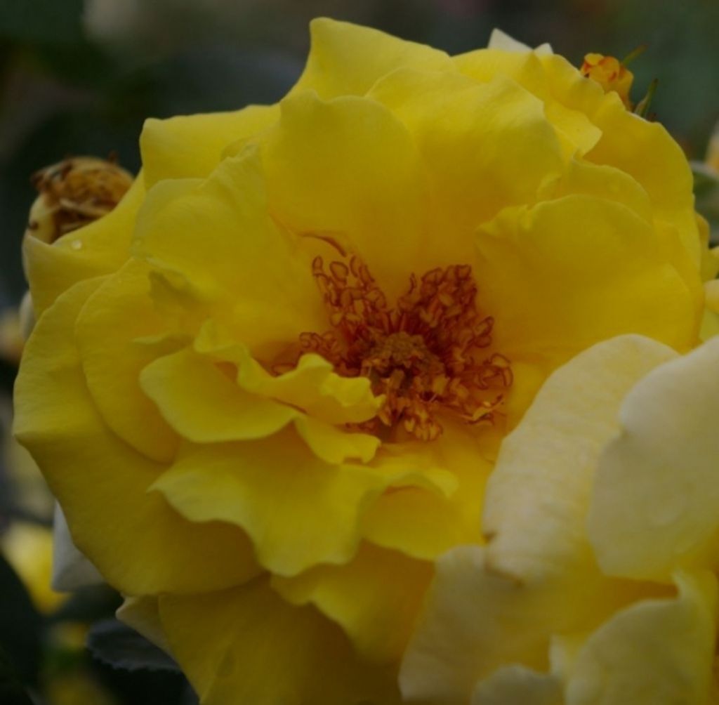 Strauchrose Lichtkönigin Lucia - Rosa Lichtkönigin Lucia - Kordes-Rose