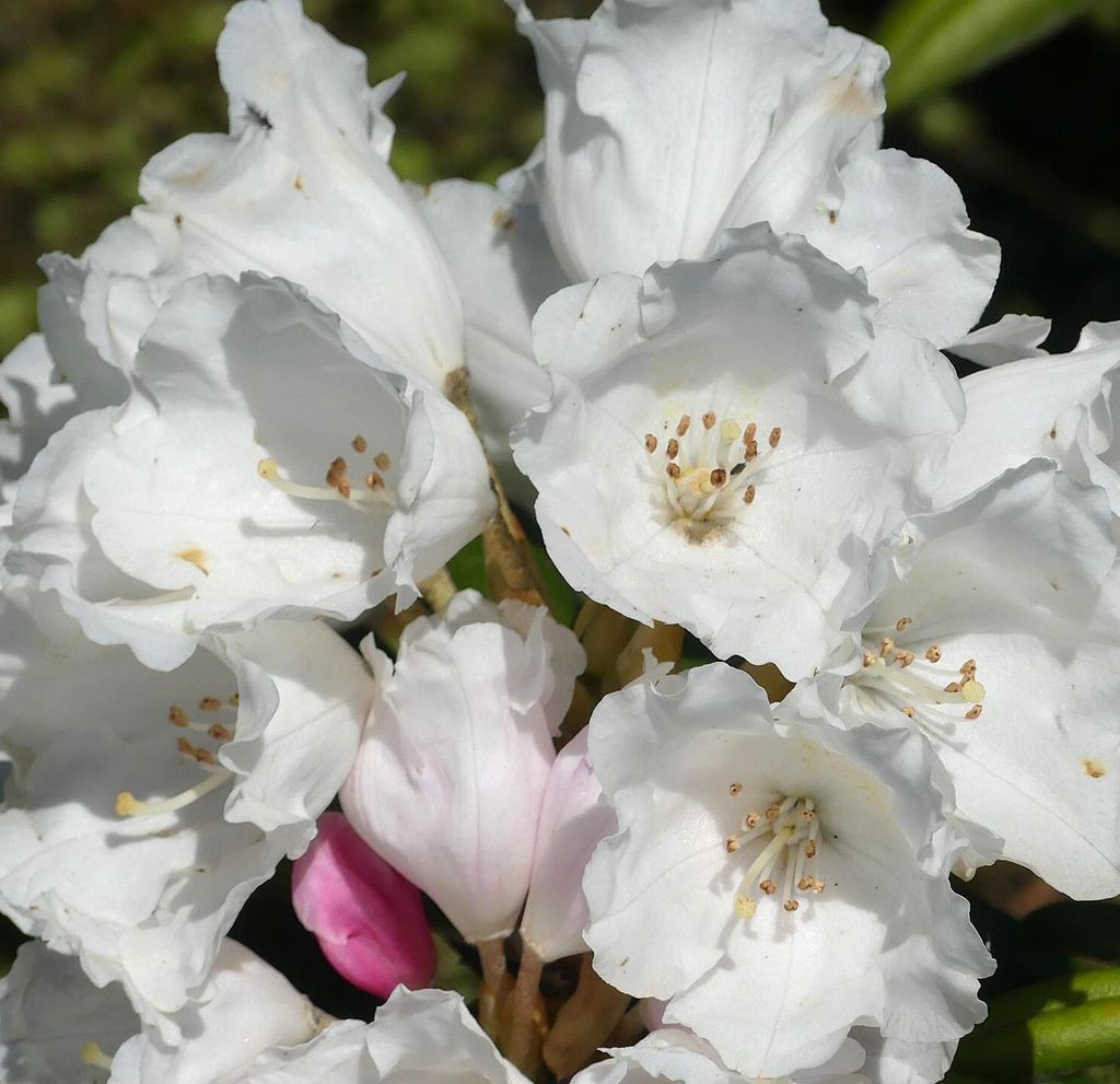 Rhododendron yakushimanum 'Edelweiß' Japanische Azalee 40-50 cm