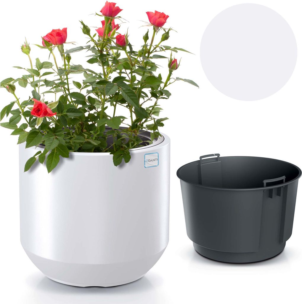 A white planter with a pink rose plant and a separate gray inner pot are displayed against a white background.