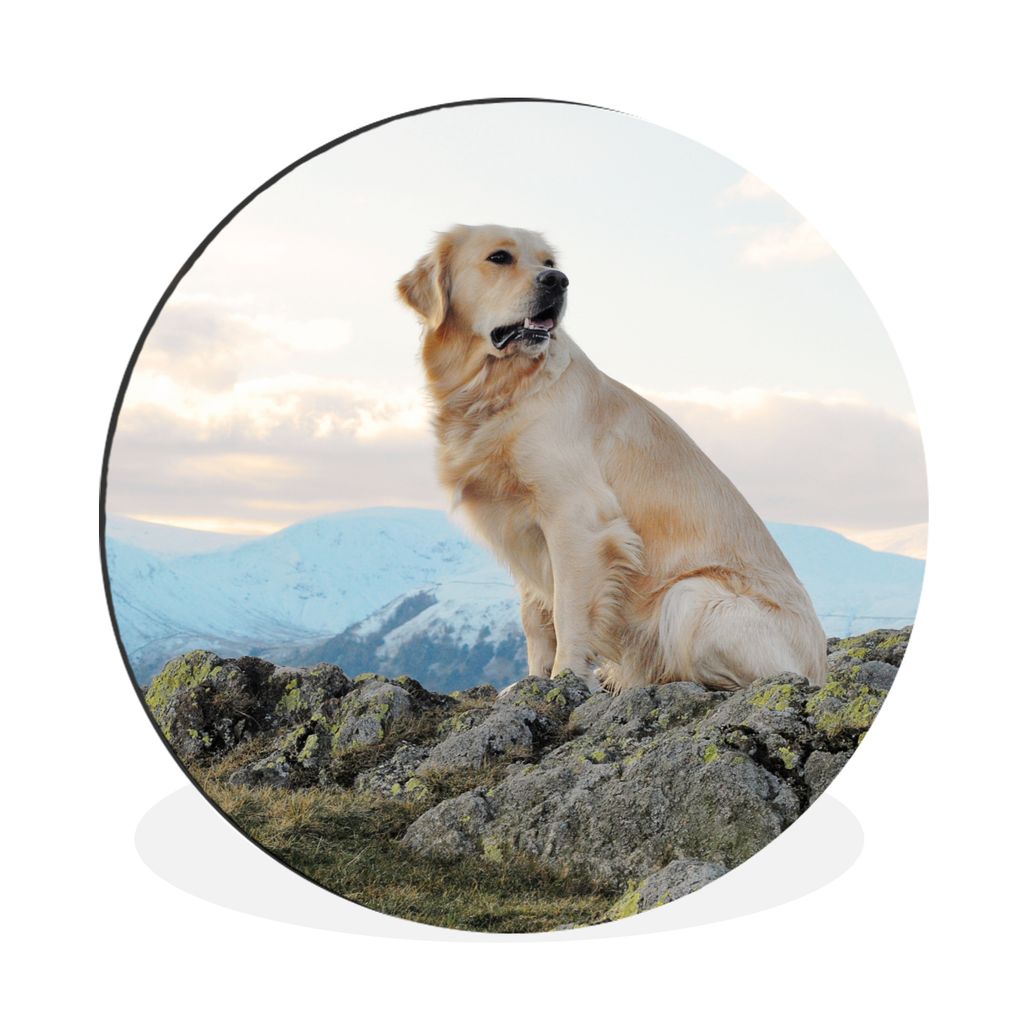 MuchoWow Aluminium Wandkreis Ein Golden Retriever sitzt auf den Felsen Ø 30 cm Wanddeko Modern Wohnzimmer - Wand Bild - Wohnzimmer - Runde Bilde...
