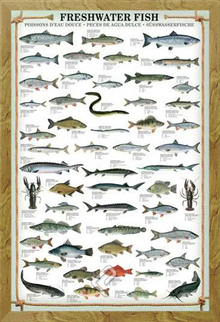 Affiche Éducative Poissons d'eau douce avec Cadre Shinsuke Bois Chêne
