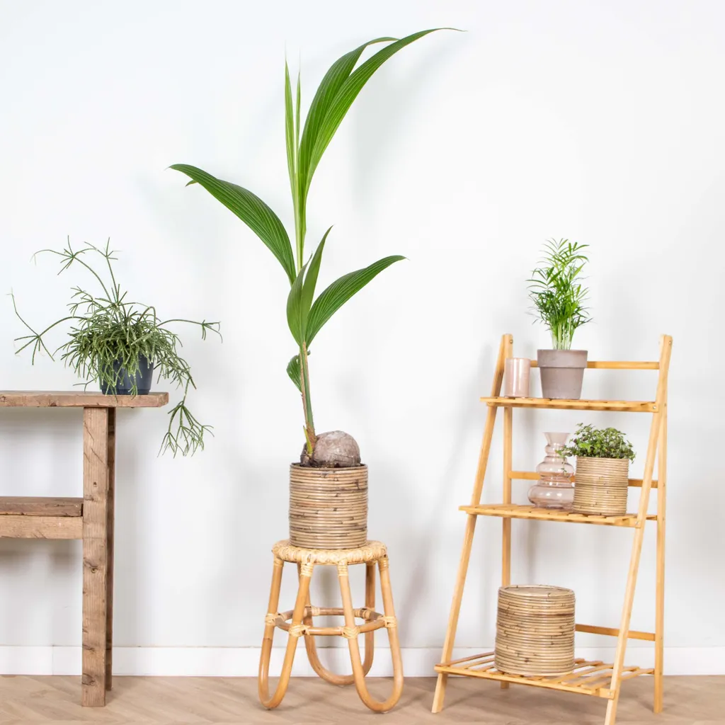 Cocotier Intérieur Robuste Cocos Nucifera - Plante Facile 90 cm - 4