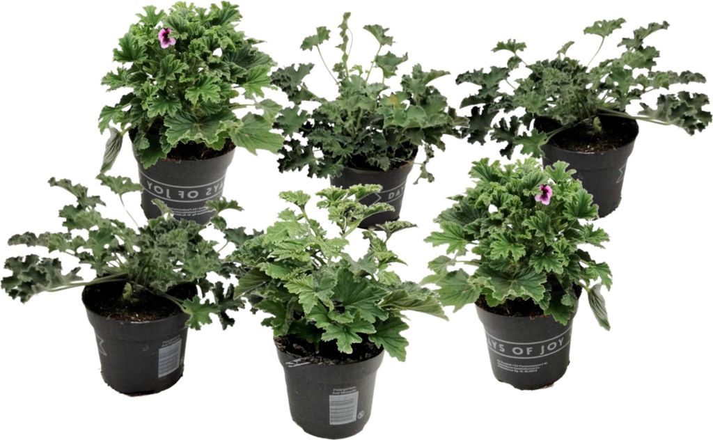Anti-Moskito-Pflanze - 6 Stk - Pelargonium - Höhe 15-25cm - Produktbild 