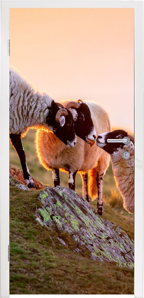 MuchoWow Türtapete Selbstklebende Türfolie Schafe - Tiere - Sonnenuntergang 95x235 cm Türposter Türaufkleber Klebefolie Türklebefolie - XXL-...