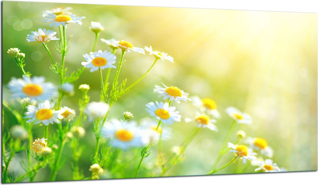 Herdabdeckplatte Glaskeramikkochfeld-Abdeckung Spritzschutz Glas 90x52 Blumen