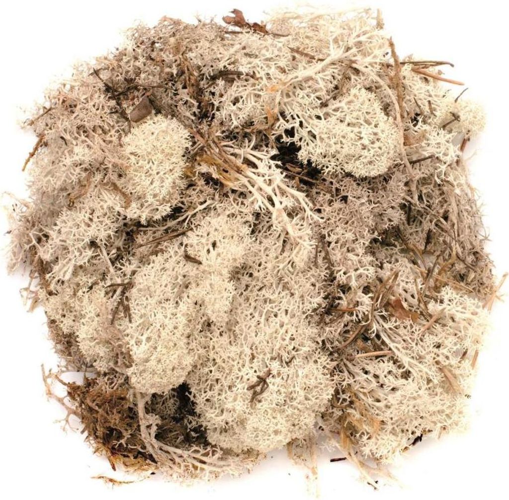 Glorex Islandmoos natur 50 Gramm Produktbild 