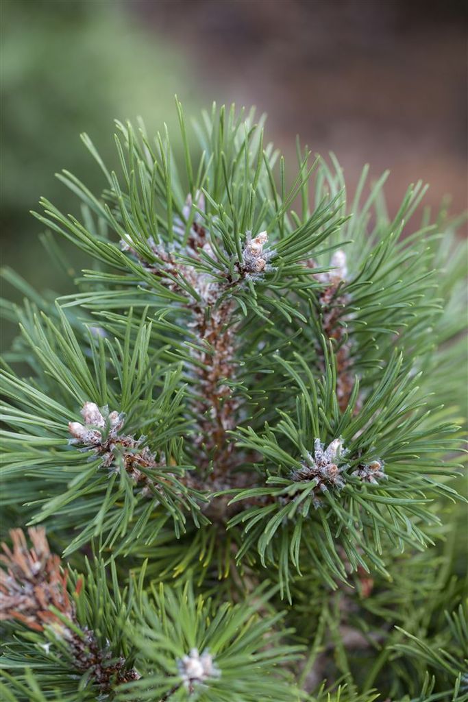 Pinus uncinata 'Grüne Welle', Berg-Kiefer, immergrün, 20–25 cm
