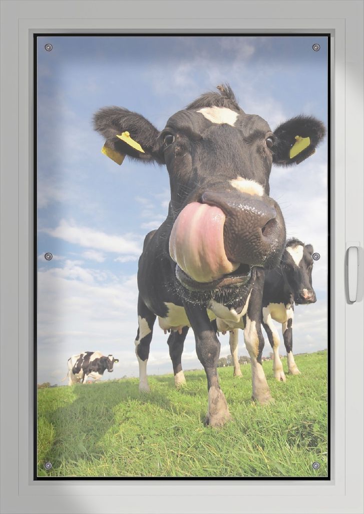 Wallario Lichtschutzbild, Dekorativer Sichtschutz Sonnenschutz 76 x 115 cm mit Motiv: Lustige Kuh auf der Weide mit herausgestreckter Zunge - Verdu...