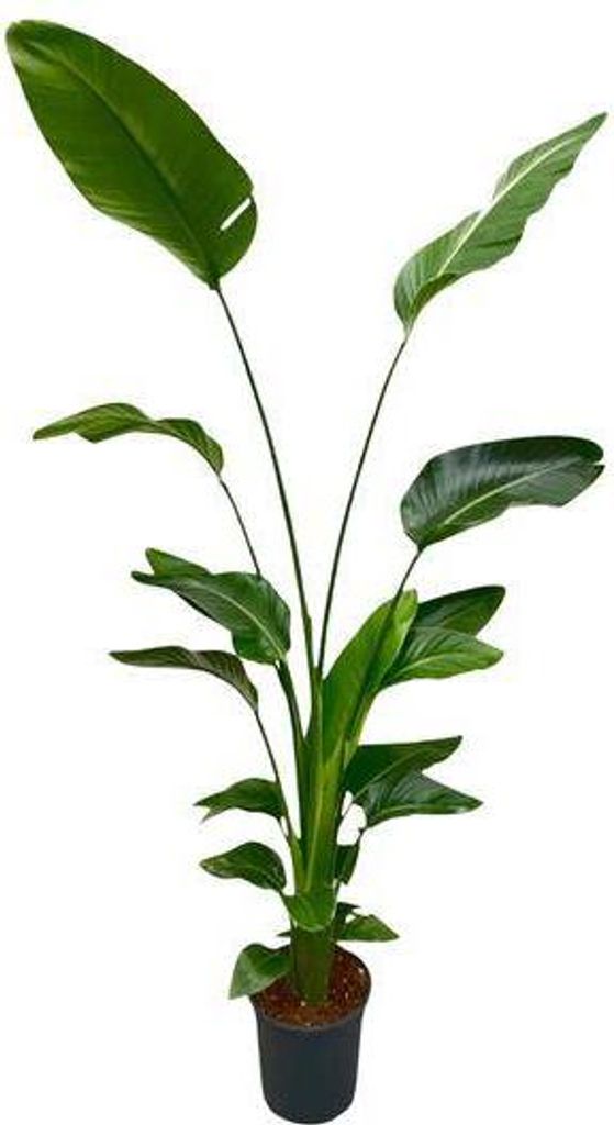 Baum-Strelitzie – Strelitzia Nicolai – Zimmerpflanze 175cm – Ø24cm – Weißer Paradiesvogel mit großen grünen Blättern – Exotische tro...