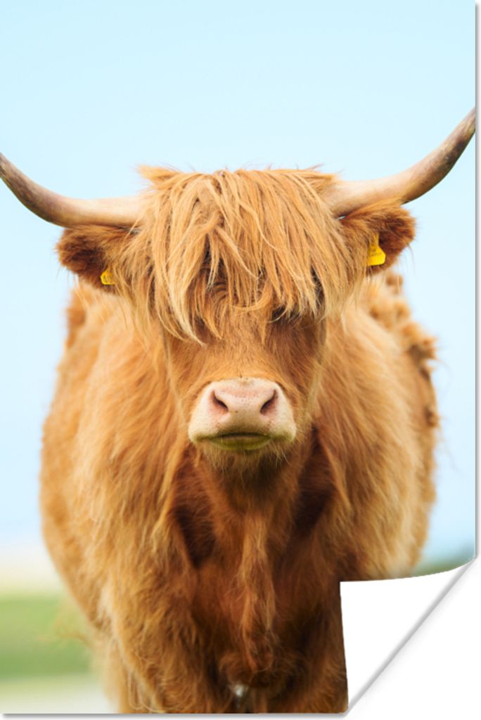 MuchoWow Poster Schottischer Highlander - Haare - Gras 80x120 cm - Papierdruck