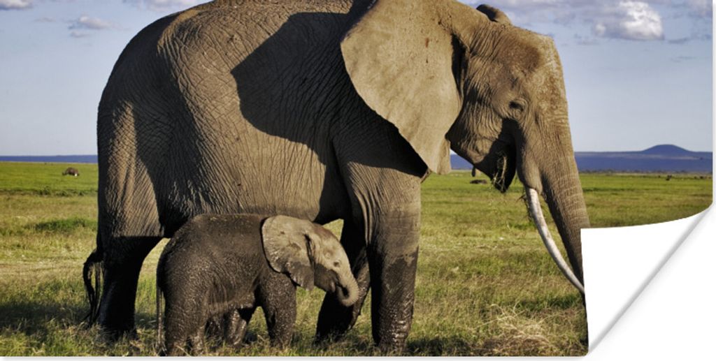 MuchoWow Poster Elefantenmutter und -baby in der Savanne 120x60 cm - Bild