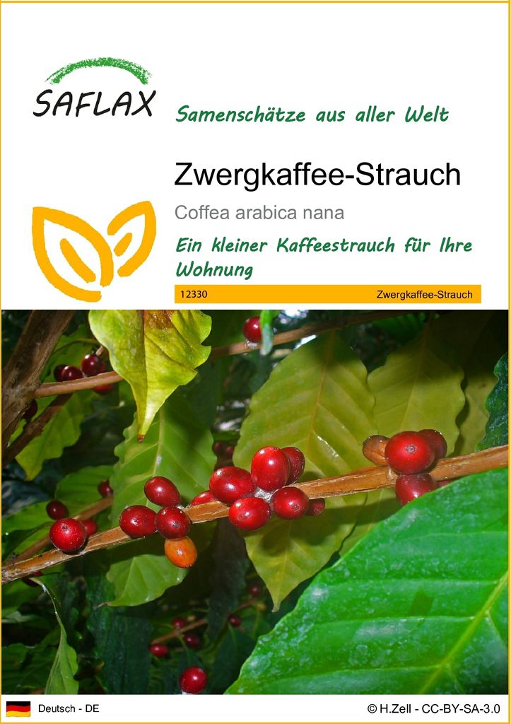SAFLAX - Zwergkaffee-Strauch - 8 Samen - Coffea arabica Produktbild 