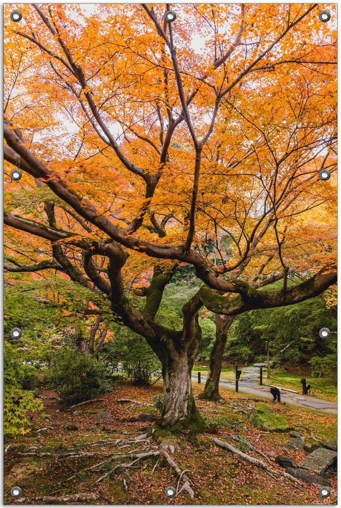Wallario Outdoor-Poster für Garten oder Balkon, Motiv Gelber Ahornbaum im Herbst in Japan, in ca. 80 x 120 cm