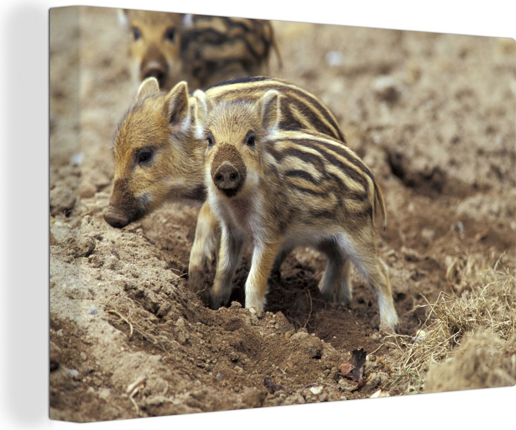 OneMillionCanvasses - Leinwandbilder - 150x100 cm, Wildschwein - Schlamm - Tier, Wandbilder Kunstdruck Wanddekoration