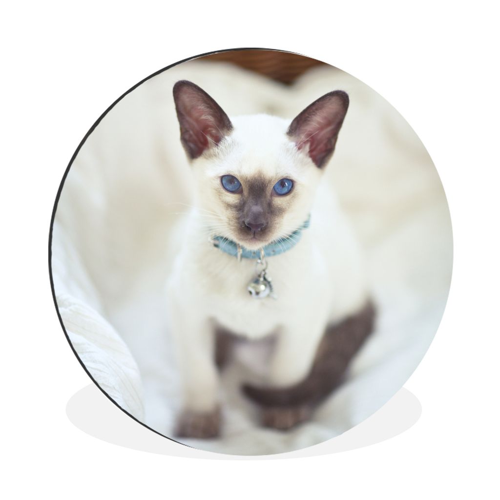 MuchoWow Aluminium Wandkreis Eine weiß gefärbte Siamesische Katze Ø 30 cm Wanddeko Modern Wohnzimmer - Wand Bild - Wohnzimmer - Runde Bilder -...