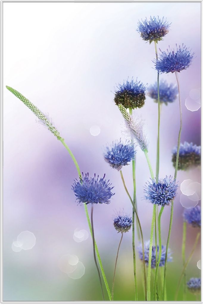 Wallario Wandbild Abstrakte lila Blume, Größe: 61 x 91,50 cm, Poster mit weißem Aluminiumrahmen