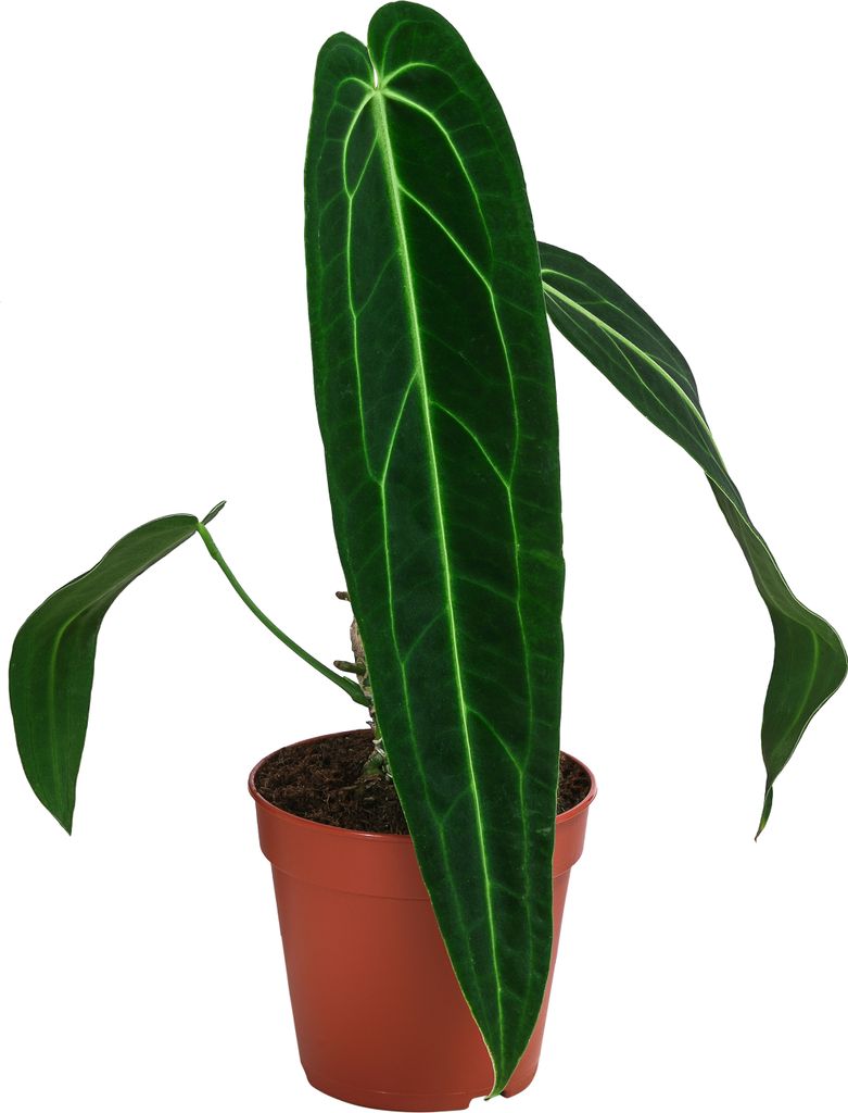 Dehner Herzblattblume, Anthurium warocqueanum, Queen-Anthurium, Rarität, ca. 25 cm, Ø Topf 12 cm, Zimmerpflanze