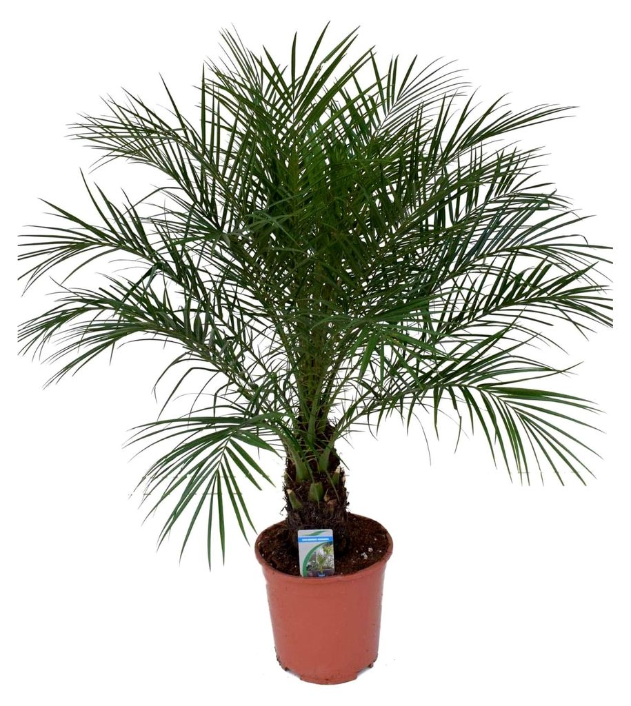 Phoenix Roebelenii Palme – ca. 110 cm Höhe, Zimmer- und Gartenpflanze – Pflegeleichte Zwerg-Dattelpalme für Innen- und Außenbereich