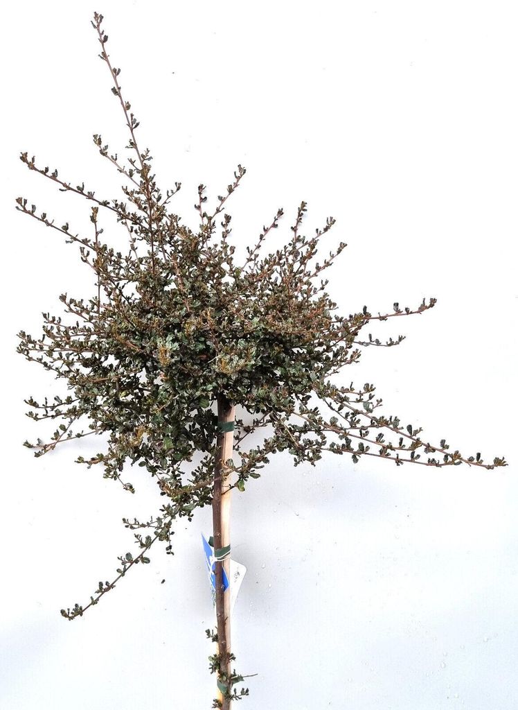 Ceanothus sack flower " Blue Sapphire " sempreverde Immagine del prodotto 