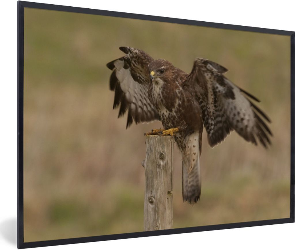 MuchoWow Gerahmtes Poster Bussard landet auf einer Stange 30x20 cm - Poster mit Schwarzem Bilderrahmen Wandposter Rahmen Foto Bilder - Kunstdruck...