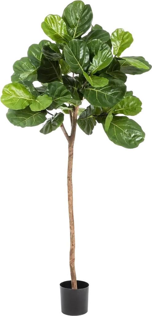 aplanta Künstliche Geigenfeige - Leni | 200 cm, Echtholzstamm, für drinnen, Kunstbaum, wie echt, Allergiker geeignet, pflanzliche Dekoration Prax...