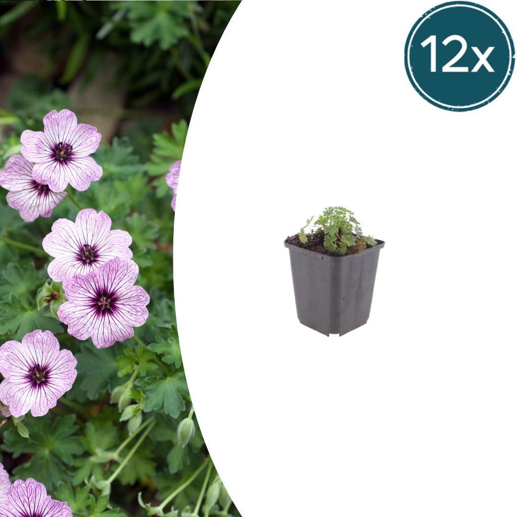 Geranium cin. 'Ballerina' | 12 Stück - 10-25cm - Ø9cm - Gartenpflanze