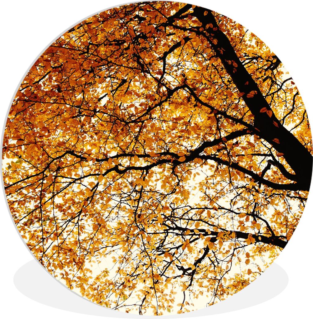MuchoWow Rundes Wandbild - Runde Bilder Baum - Herbstblätter - Jahreszeiten - Rustikal Ø 30 cm Kreis Wanddekoration Kunststoff - Wandkreis - Wa...
