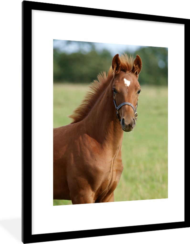 MuchoWow MuchoWow Gerahmtes Poster Pferd - Tier - Gras 60x80 cm - Poster mit zchwarzem Bilderrahmen - Wohnzimmer - Dekorationen - Prämie