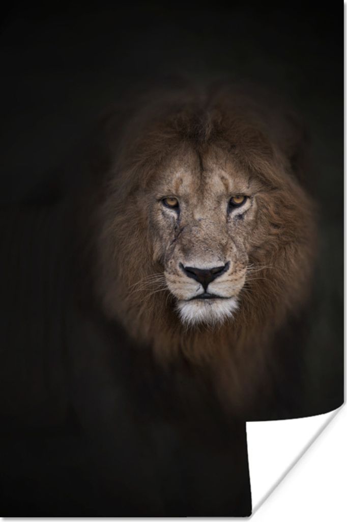 MuchoWow Poster Löwe - Schatten - Wild 60x90 cm - Wanddekoration