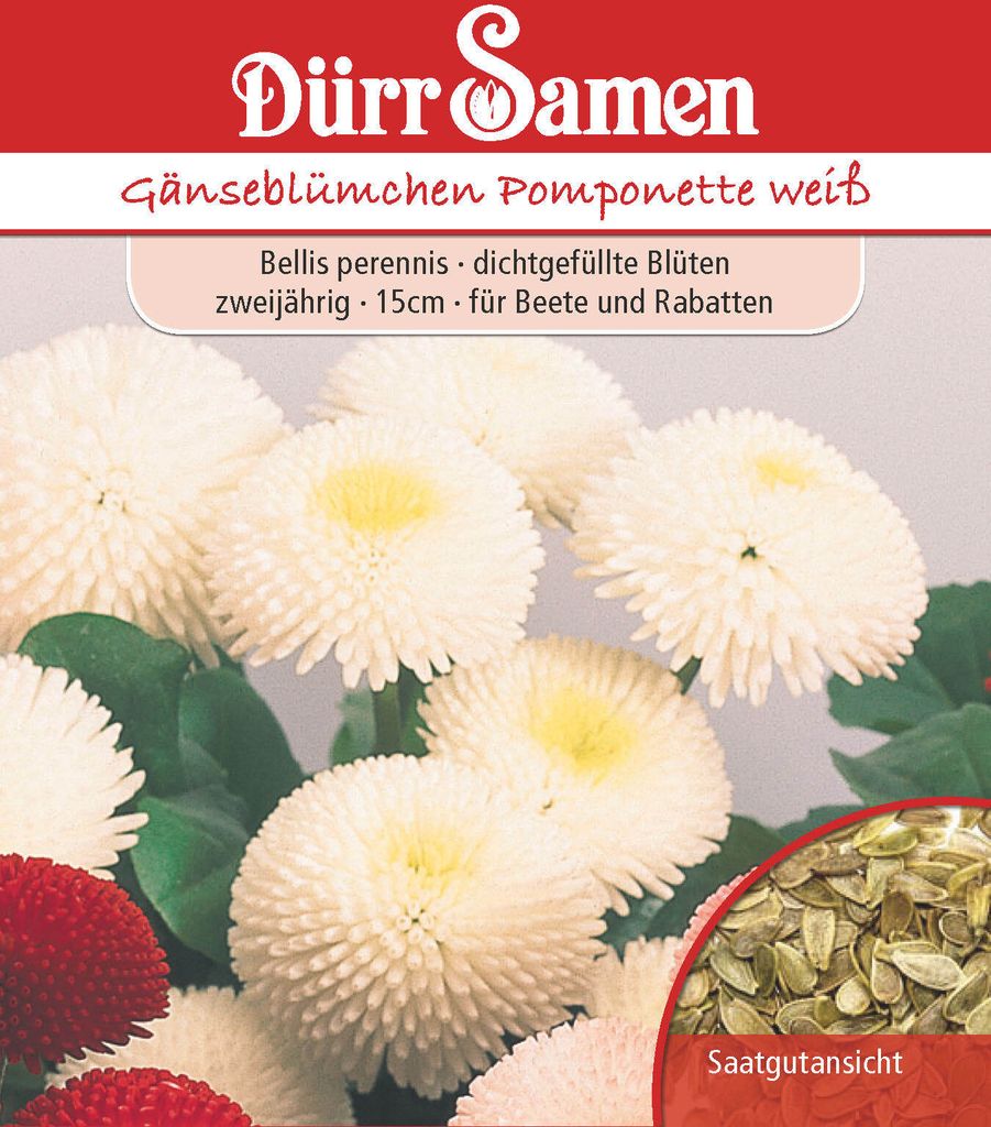 Dürr-Samen - Gänseblümchen Pomponette weiß zweijährig 15 cm - Saatgut - 0917