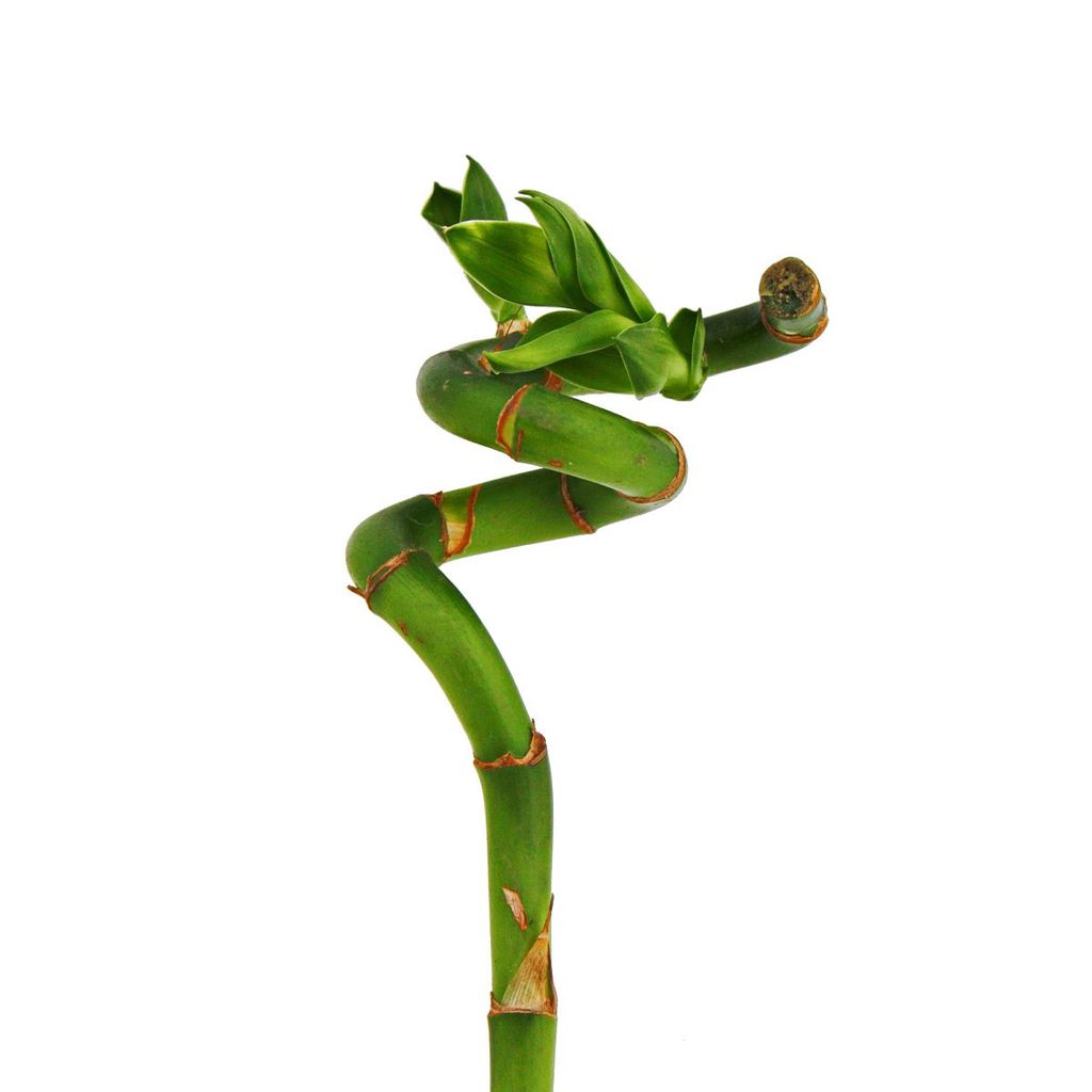 Glücksbambus 'Lucky Bamboo' - spiralförmig 