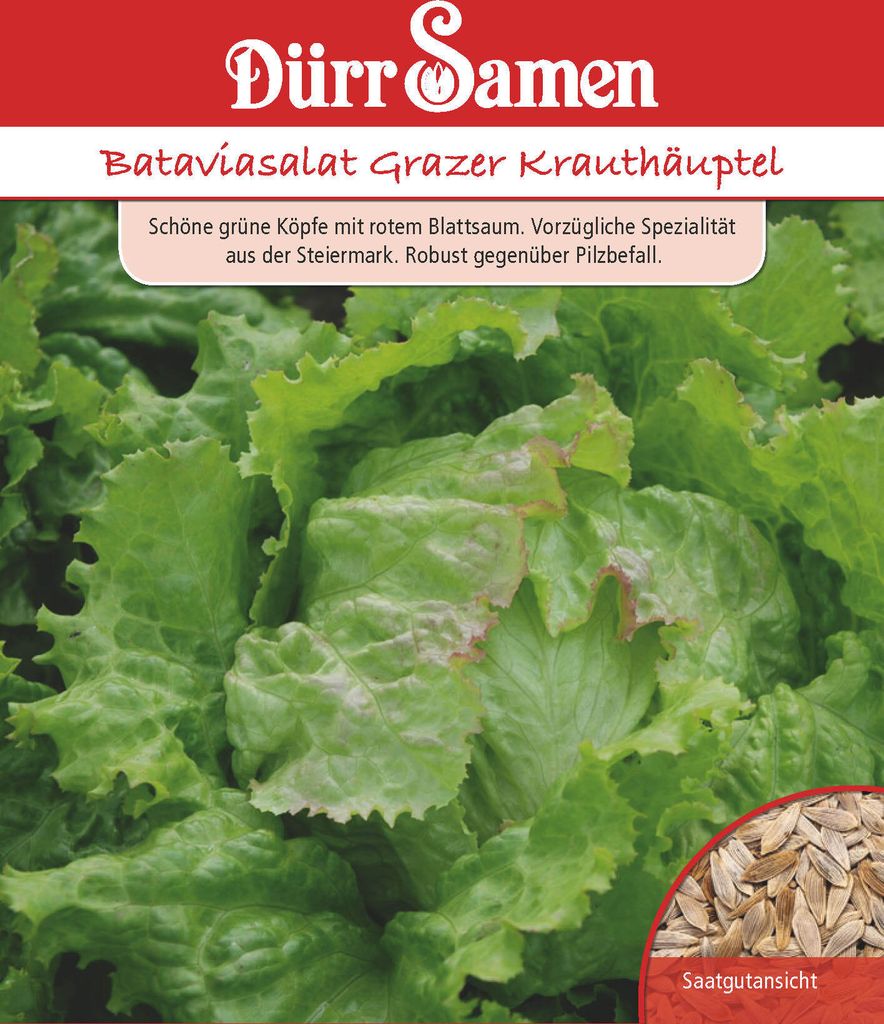 Kopfsalat Grazer Krauthäuptel | Kopfsalatsamen von Dürr Produktbild 