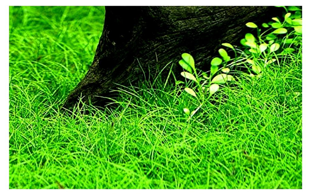 Aquarium Pflanze 10 Stück Eleocharis parvula I Wasserpflanze Bodendecker Set pflegeleicht Aquascaping Dekoration