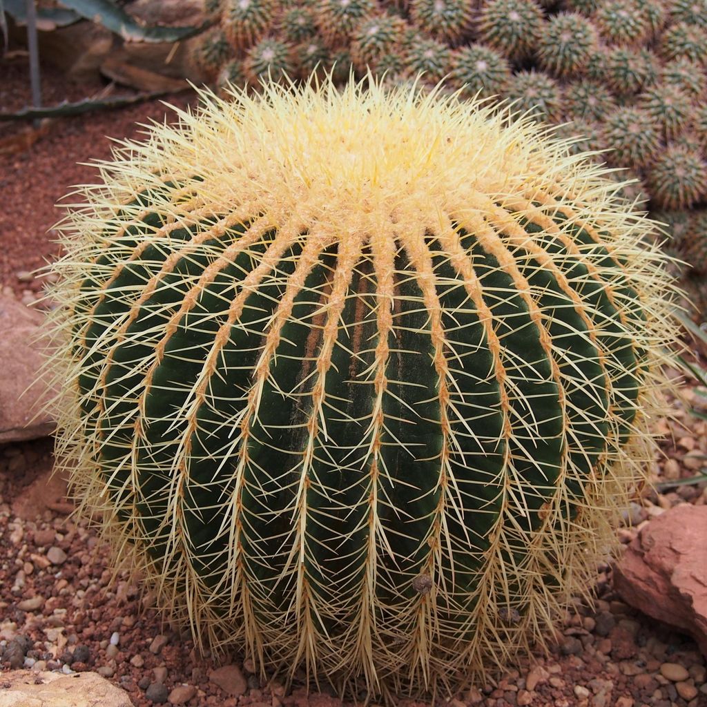 Schwiegermutterstuhl (Echinocactus grusonii) - 10 Samen
