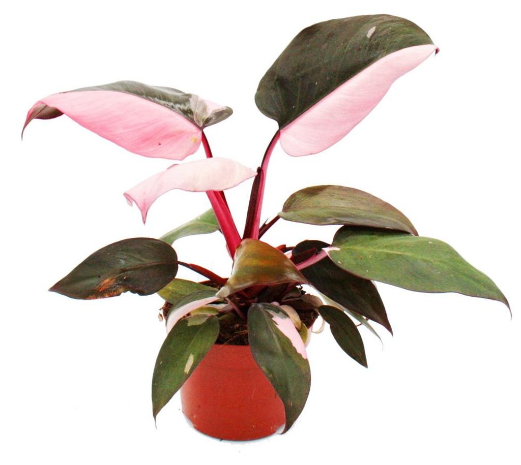 Philodendron Pink Princess - pink-schwarzer Baumfreund - Produktbild 