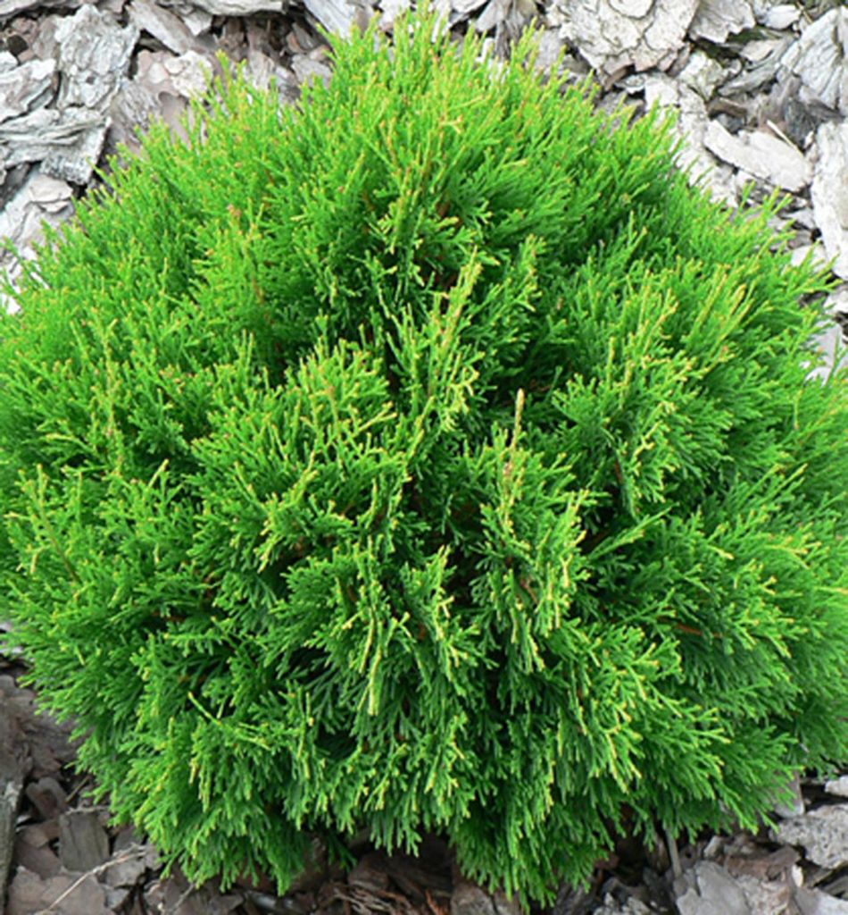 Lebensbaum ́DANICA ́ 15-20 cm, Cont. 2,5 l