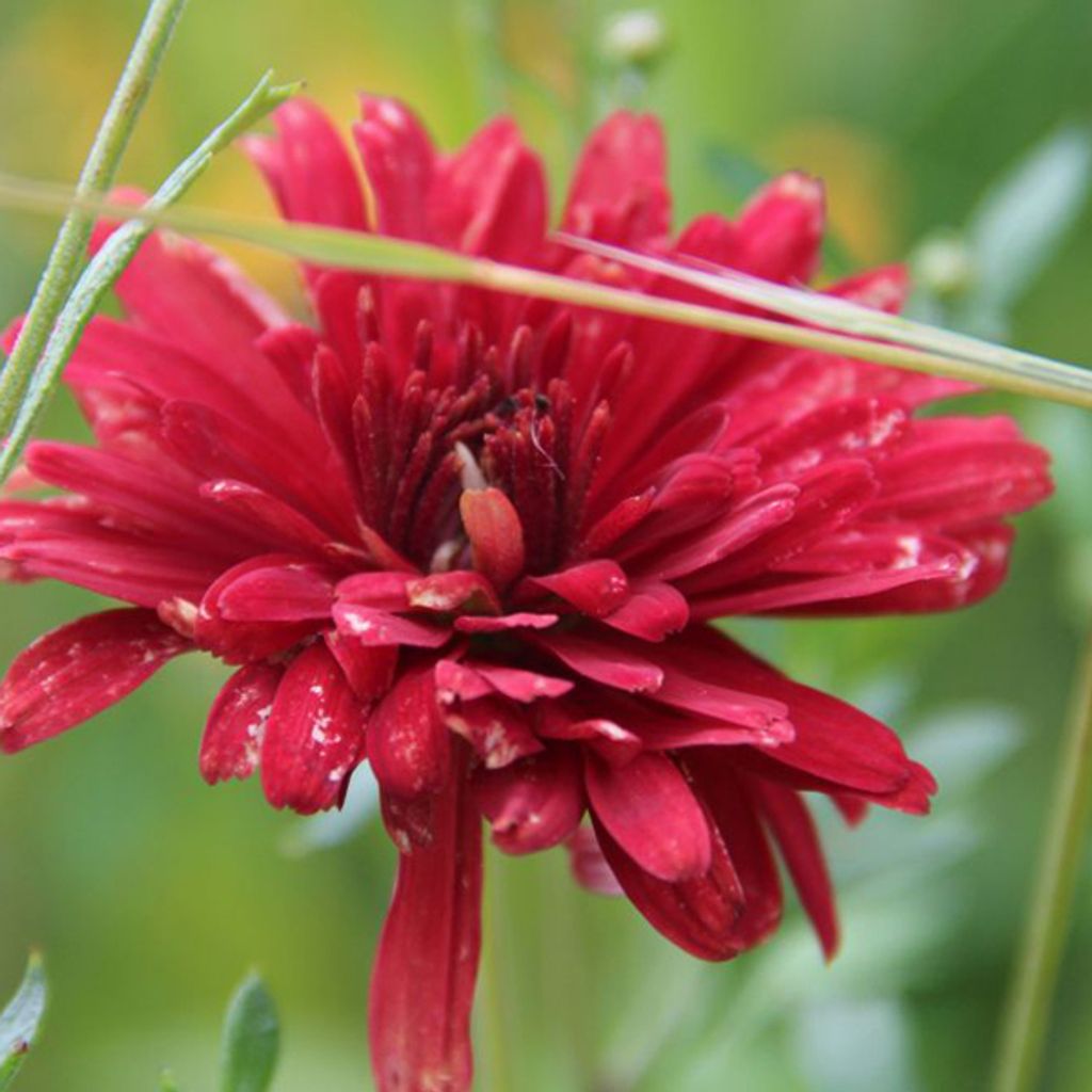 6 ks zimnej astry – Chrysanthemum 'Duchess Of Edinburgh' | Obrázok produktu 