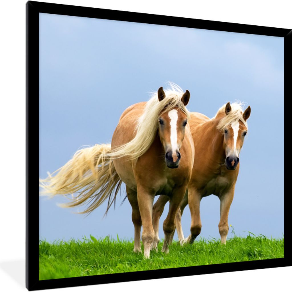 MuchoWow Gerahmtes Poster Pferde - Gras - Luft 40x40 cm - Poster mit Schwarzem Bilderrahmen Wandposter Rahmen Foto Bilder - Mit Rahmen - Wanddeko...